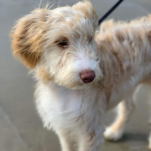 Meet your Posher, Mason